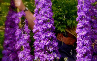 Waterperry Gardens Announce Recordbreaking Delphinium!