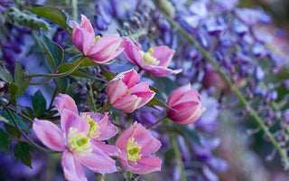 How to Shoot Early Spring Flowers