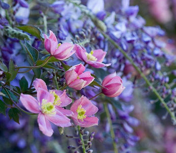 How to Shoot Early Spring Flowers
