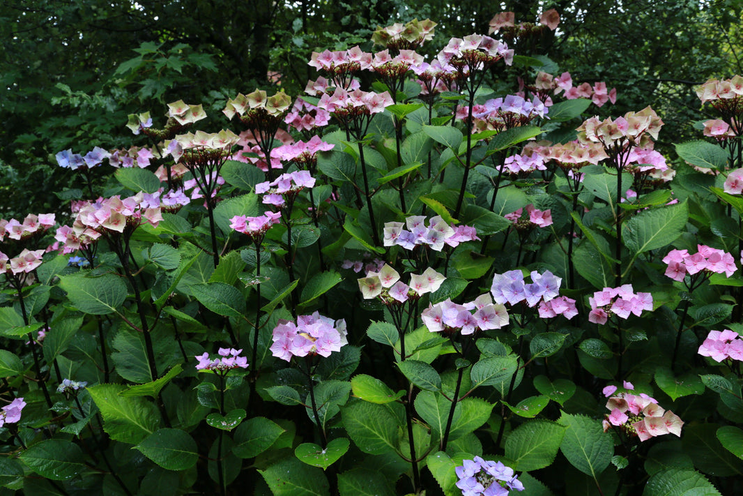 Top ten colourful shrubs for wet soil