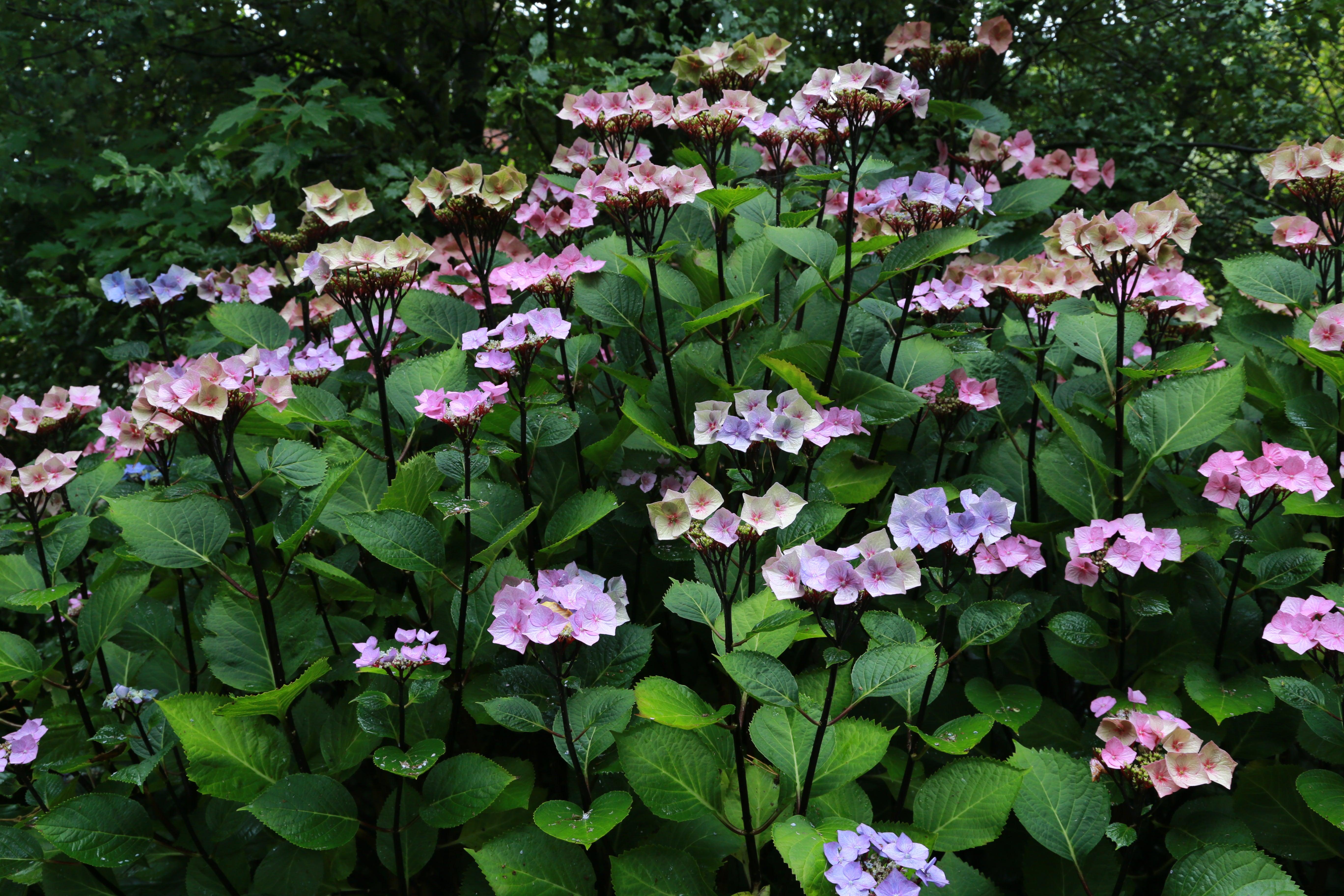 Top ten colourful shrubs for wet soil