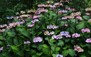 Top ten colourful shrubs for wet soil