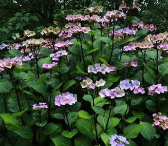 Top ten colourful shrubs for wet soil