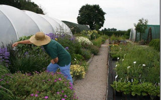 How To Start A Nursery