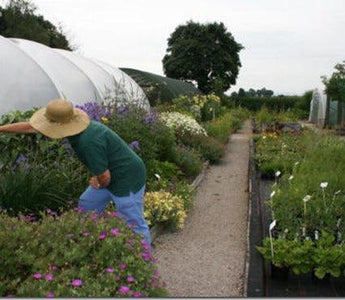 How To Start A Nursery