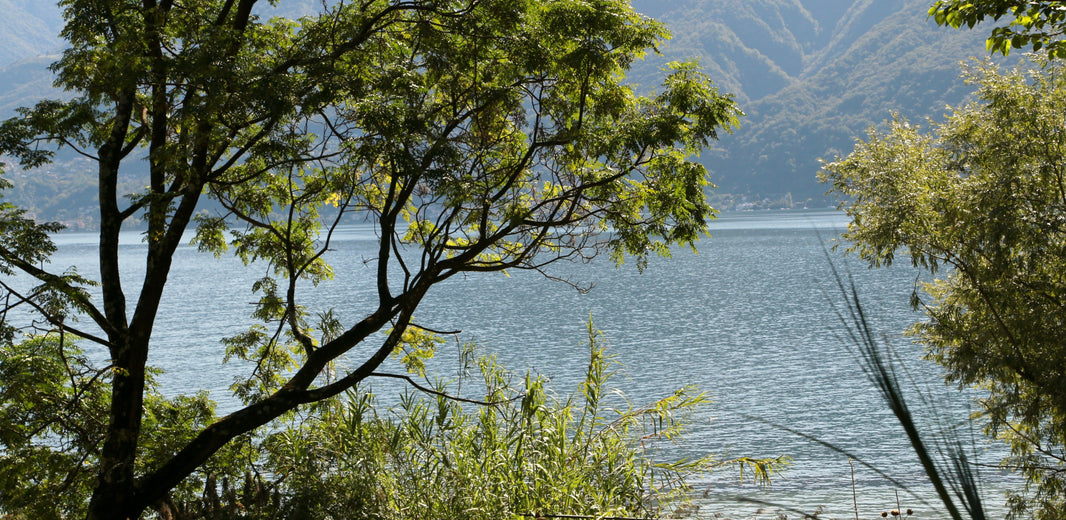 The Botanical Gardens Of The Brisago Islands