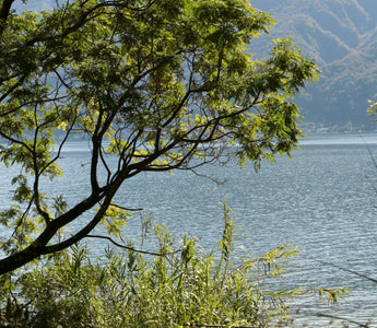 The Botanical Gardens Of The Brisago Islands