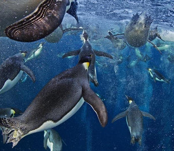 Wildlife Photographer of the Year 2012