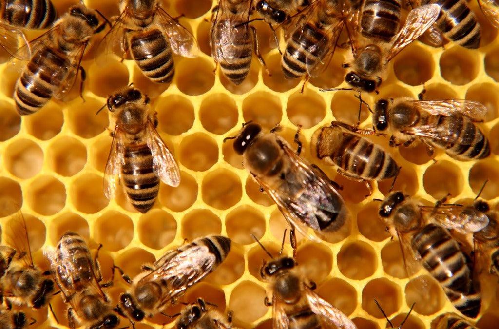 A Must Watch - Pollination Video