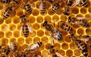 A Must Watch - Pollination Video