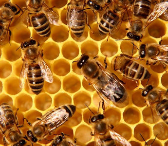 A Must Watch - Pollination Video