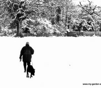I'm dreaming of a White Christmas..
