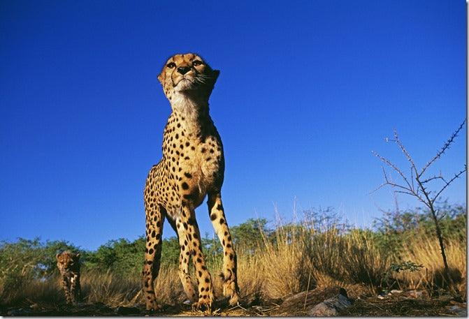 New Online Safari Photography Course