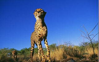 New Online Safari Photography Course