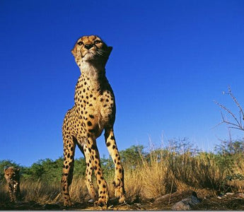 New Online Safari Photography Course