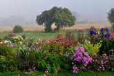 Book Review: Claire Austin's Book of Perennials