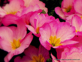 What to do in the garden this weekend.  A garden is for life; not just for Easter!
