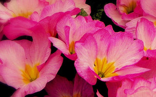 What to do in the garden this weekend.  A garden is for life; not just for Easter!