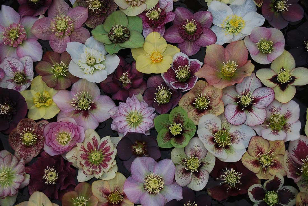 The Chantilly Flower Show