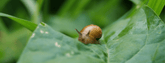 Organic Slug & Snail Control
