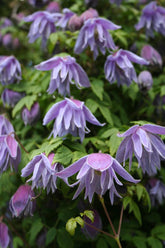 Flowering Climbers; Hardy Cool Clematis