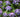 Flowering Climbers; Hardy Cool Clematis