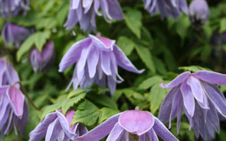 Flowering Climbers; Hardy Cool Clematis