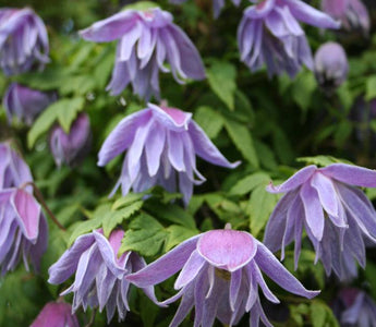 Flowering Climbers; Hardy Cool Clematis