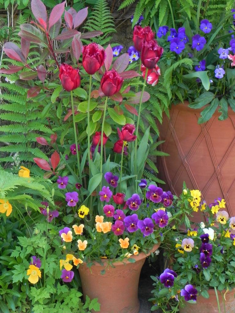 Container planting at its best: The Secrets of Whichford Pottery