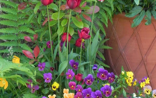 Container planting at its best: The Secrets of Whichford Pottery