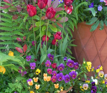 Container planting at its best: The Secrets of Whichford Pottery