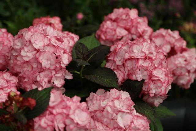New plants at RHS Chelsea Flower Show 2014 &ndash; Plant of the Year 2014