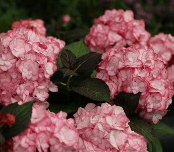 New plants at RHS Chelsea Flower Show 2014 &ndash; Plant of the Year 2014