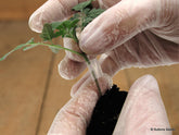 Grafted Vegetables: Better results when growing tomatoes, aubergines, peppers and even sweet potatoes