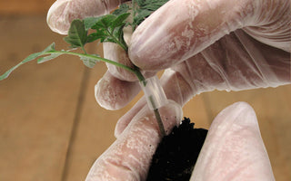 Grafted Vegetables: Better results when growing tomatoes, aubergines, peppers and even sweet potatoes