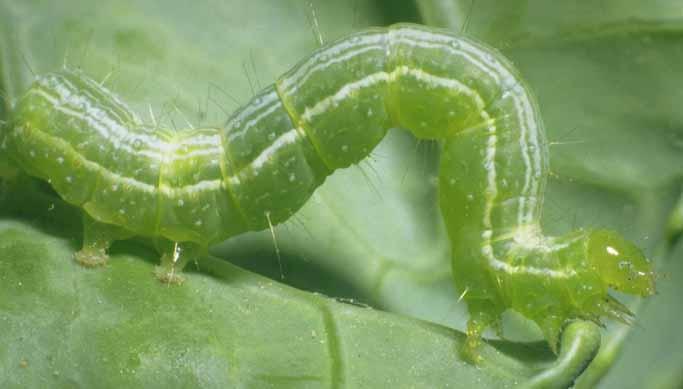Caterpillars: A Wriggly Garden Pest