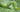 Caterpillars: A Wriggly Garden Pest