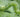 Caterpillars: A Wriggly Garden Pest