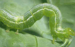 Caterpillars: A Wriggly Garden Pest