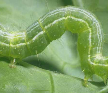 Caterpillars: A Wriggly Garden Pest