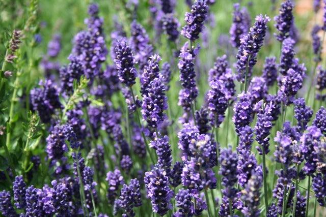 Lavender's Blue..