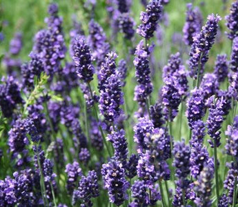 Lavender's Blue..