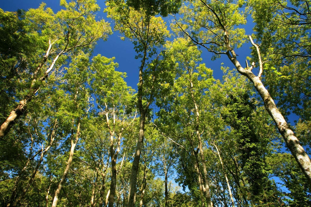Ashes to Ashes; Ash Dieback the disease devastating Ash trees across Europe and now Britain