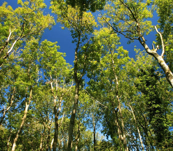 Ashes to Ashes; Ash Dieback the disease devastating Ash trees across Europe and now Britain