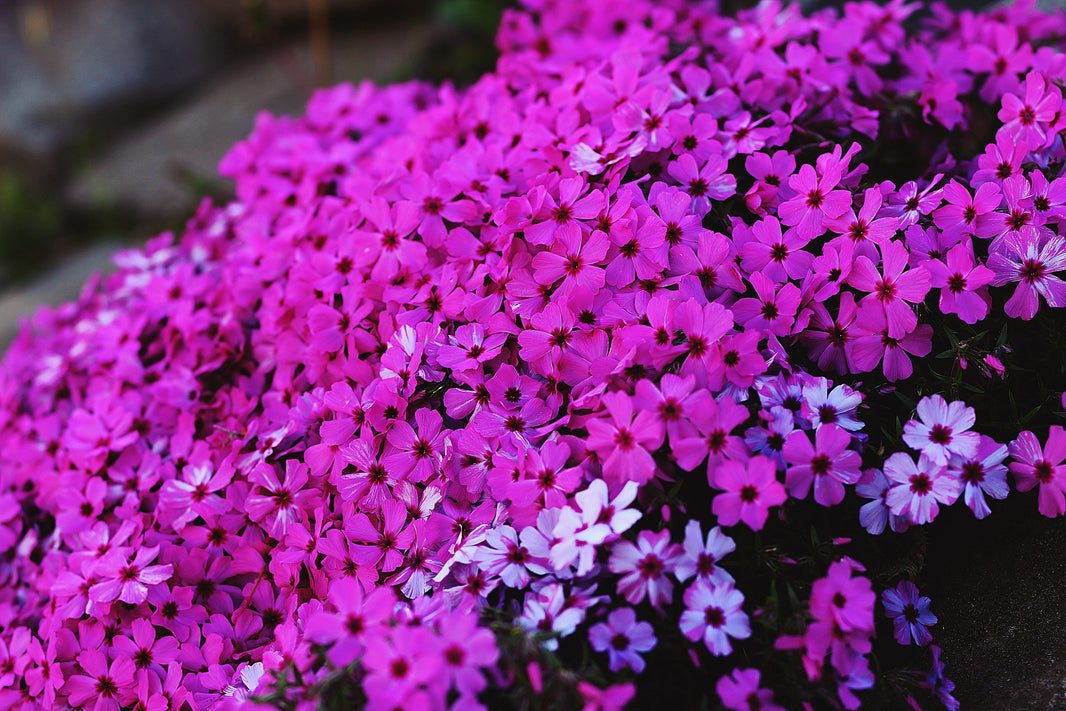 Episode 12: Annuals with Dr Noel Kingsbury