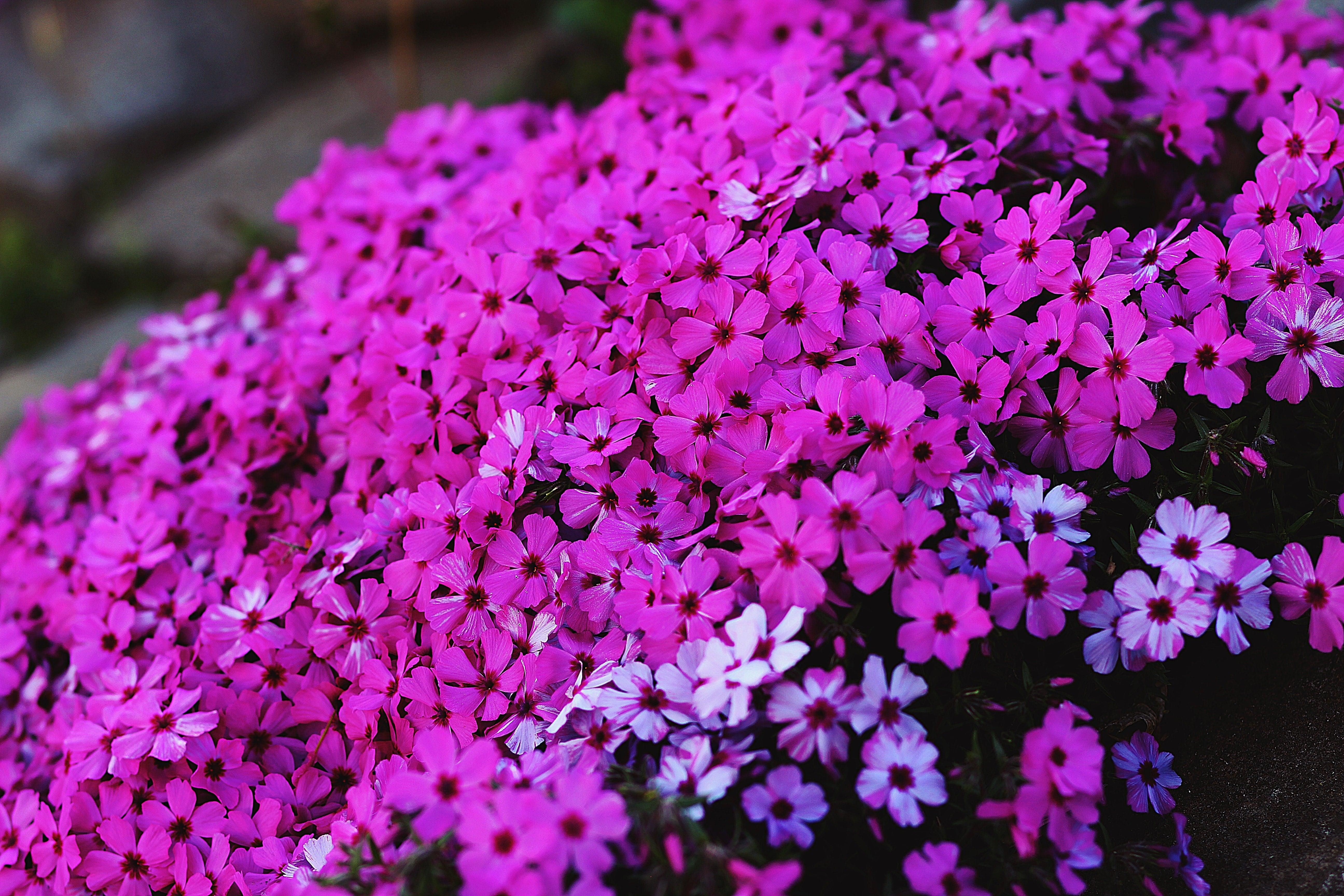 Episode 12: Annuals with Dr Noel Kingsbury