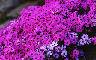 Episode 12: Annuals with Dr Noel Kingsbury