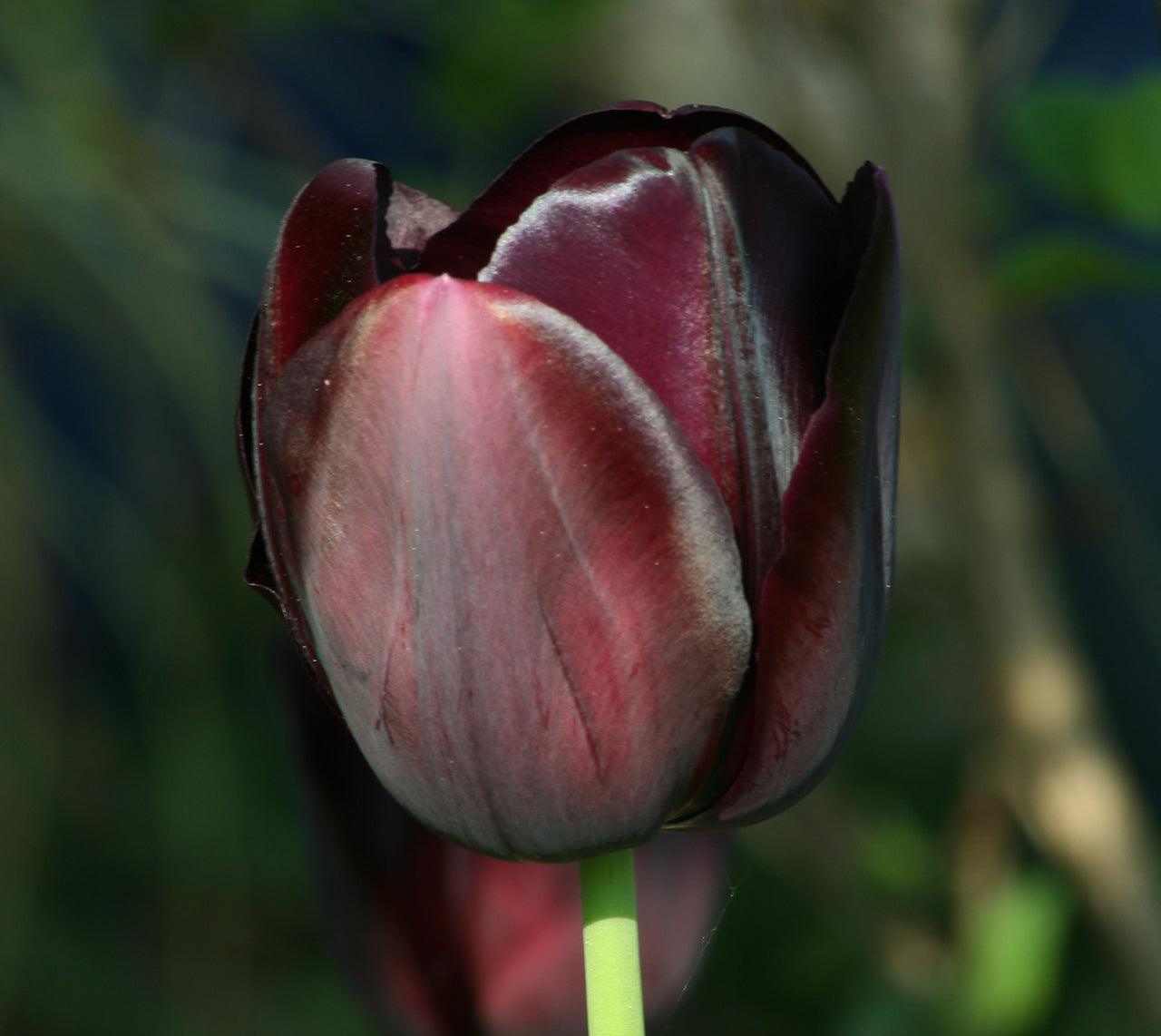 What to do in the Garden Tomorrow - More Bulbs!