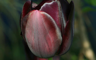 What to do in the Garden Tomorrow - More Bulbs!