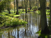 Healing Gardens; man and the power of plants
